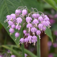 Allium cernuum  Photo: J. Amand